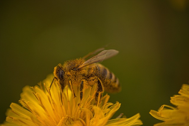 bee, pollen, nature, working bee, working bee yellow flower, working bee macro, working bee macro view, working bee a yellow plant, working bee in the grass, working bee in the nature, working bee in the grass macro
